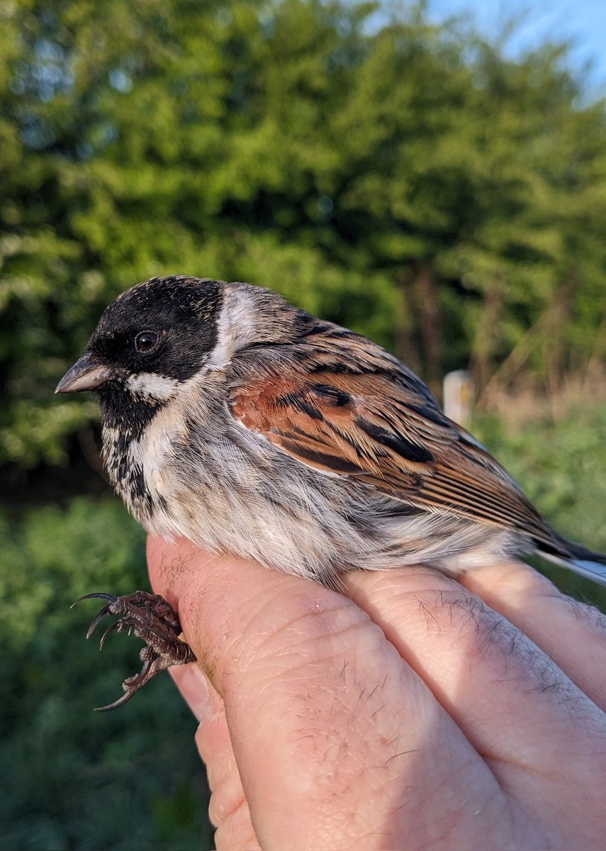 southnottsrg's tweet photo. A warm Saturday morning ringing at one of our Farmland ringing sites on the Notts/Leics border. See blog for more https://t.co/S2YeZFx3Uf https://t.co/xTBSld1YcN