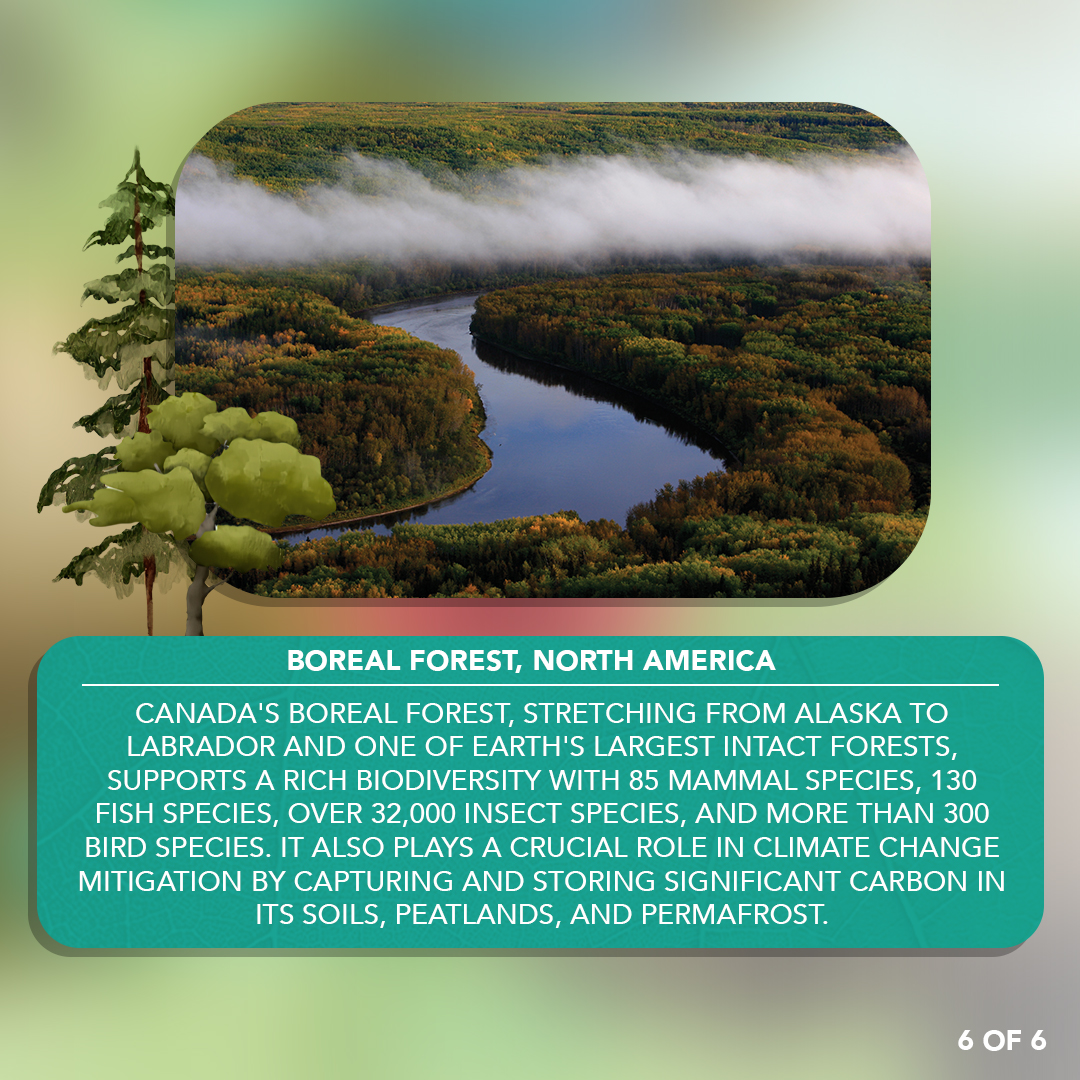 Embark on a journey through our #LandscapesOfHope over the next 6 days! 🌍 Our adventure begins with the majestic Boreal Forest, the heart of our planet. This vast expanse, named for the north wind's deity, spans continents and is a sanctuary for countless species. #ForestFacts