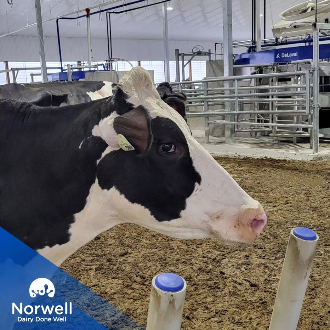 Norwell Dairy (@norwelldairy) on Twitter photo Congratulations to Topp Farms on the startup of their 2 <a href="/DeLavalCanada/">DeLaval Canada</a> V310s! Thank you for choosing Norwell! #OntAg #DairyDoneWell
📷 Kate Congratulations to Topp Farms on the startup of their 2 <a href="/DeLavalCanada/">DeLaval Canada</a> V310s! Thank you for choosing Norwell! #OntAg #DairyDoneWell
📷 Kate