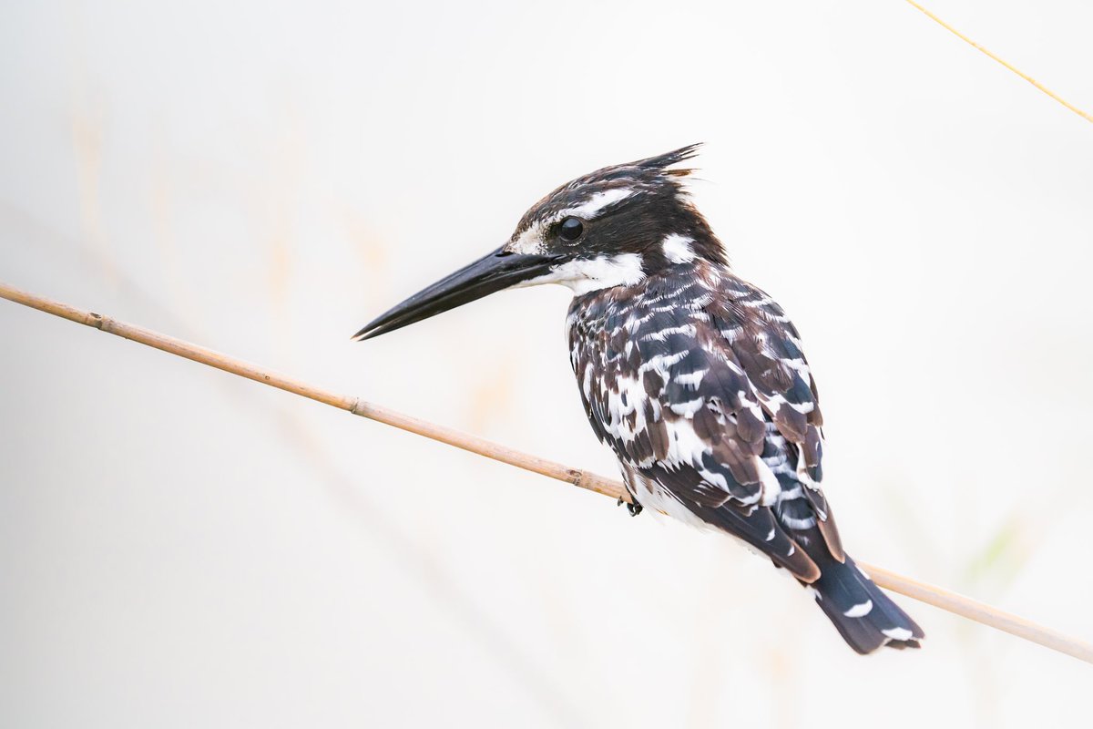 Sitting on a dry reed on the edge of a calm lake in Pilanesberg NP, as I press the shutter, the fisher leaps forward, hovering above the mirrored lake’s surface before plunging into the dark water. Within a second, the bird has a fish. It’s an awe-inspiring sight! #kingfisher