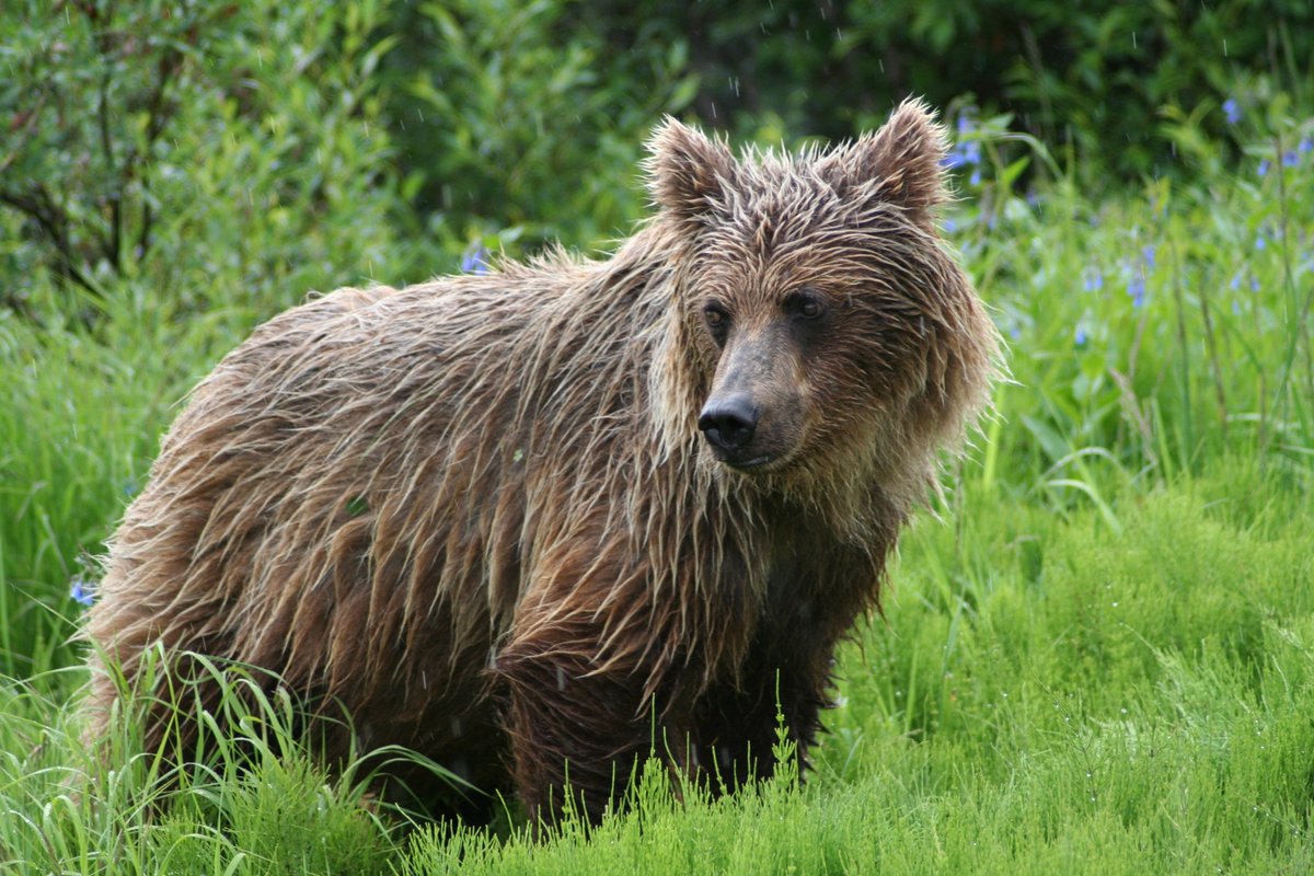 Are you heading to Alaska this summer? I have some excellent suggestions on where to get those priceless photos of Alaska's iconic wildlife: epicureanexpats.com/alaska-wildlif… #travel #alaska #WildlifeWednesday #wildlifephotography
