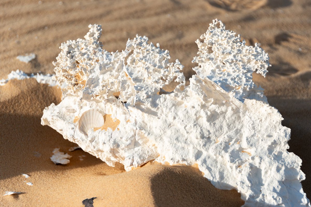 Comparto por aquí una preciosidad de fósil que encontré en el Desierto Blanco de #Egipto. Es un coral con concha incluida 🥰 Este desierto está repleto de sorpresas!