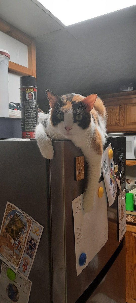 My fridge guard