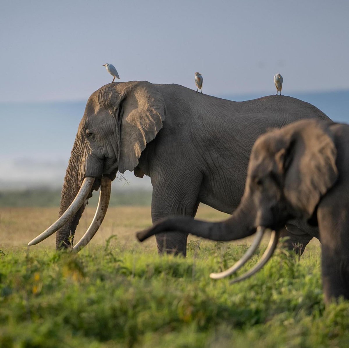 The oldest ♂️ elephants play a crucial role in mentoring young males, keeping them in check. The elimination of older ♂️ threatens herd stability & can lead to 'rogue' juveniles that cause problems for other wildlife & man #NotYourTrophy @SuluhuSamia