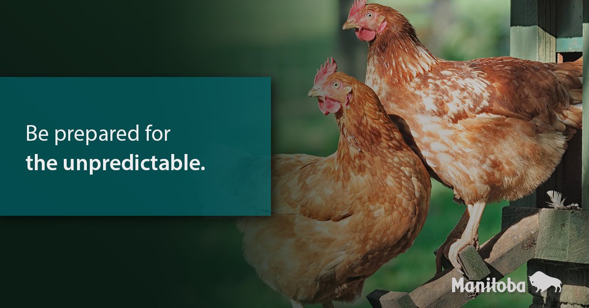 Premises identification is an essential part of a traceability system. In Manitoba, it links livestock and poultry to geographic locations for better emergency management. Learn more at bit.ly/3z7n3B1.