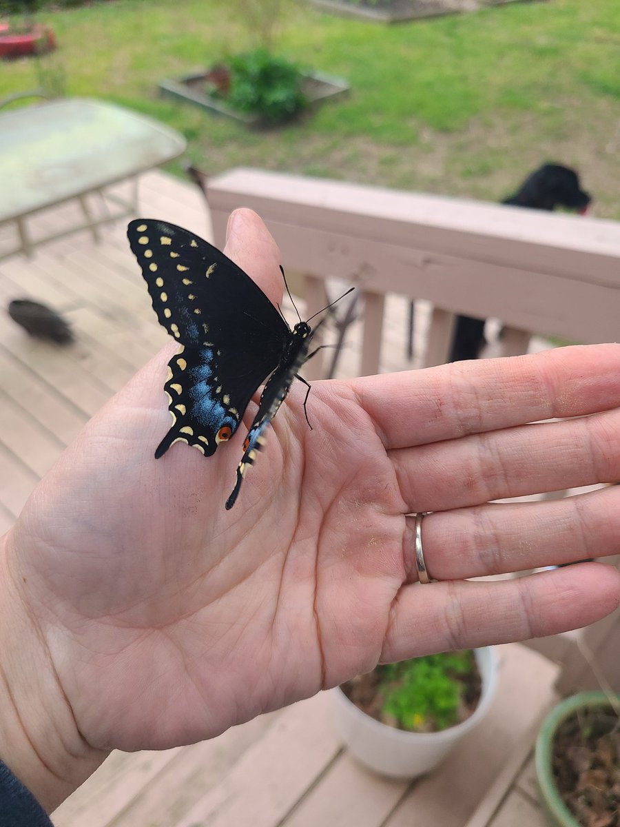 Release #18 from the wintered over swallowtails.