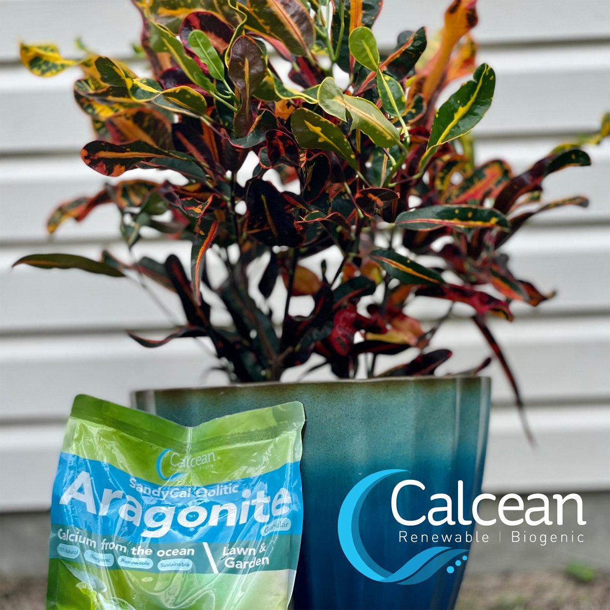 🧐When's the last time you said 'thank you' to your ficus?🌿
On Int'l Houseplant Appreciation Day, we salute potted plants for bringing green life to our indoor spaces.
🎍 READ HOW to show your appreciation: calcean.com/blog/aragonite…
#renewable #sustainable #calcean #plantlife