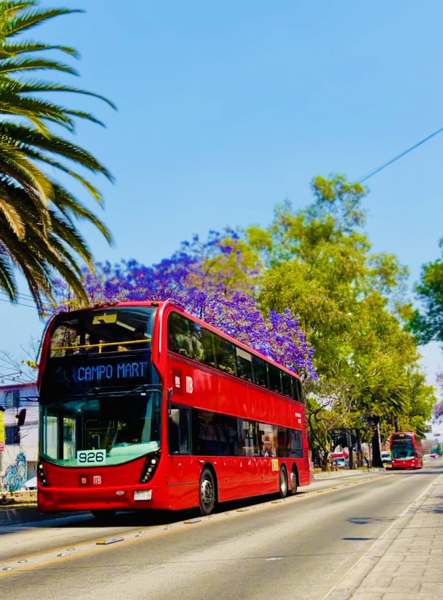 SkybusReforma's tweet photo. ¿Quién más ama las jacarandas? Así las vivimos en Línea 7 https://t.co/0qJDUGILTf