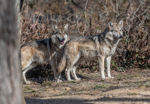 STLWolfCenter's tweet photo. Awoooo - it’s Winston’s and Cabara’s birthdays today!

Celebrate these handsome #Mexicanwolf siblings with us by dropping a heart below. 💛 https://t.co/nCUbOjeMCX
