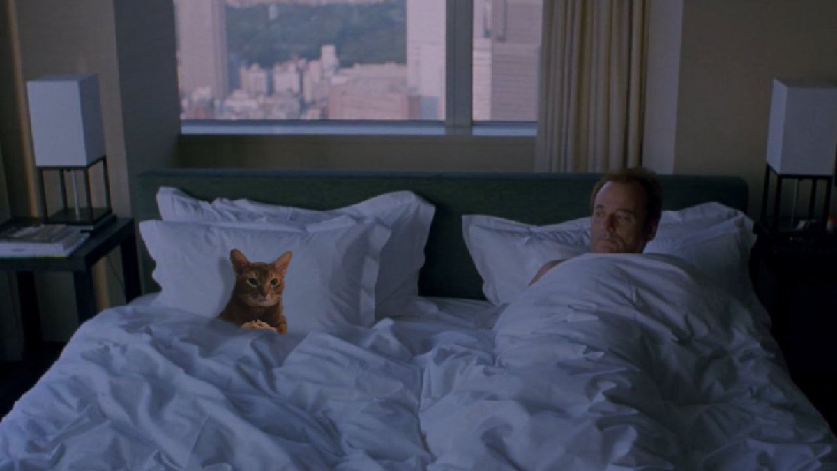 If you don't get out of bed, you can't go to your computer to check the charts 🧠 $CATWIF
