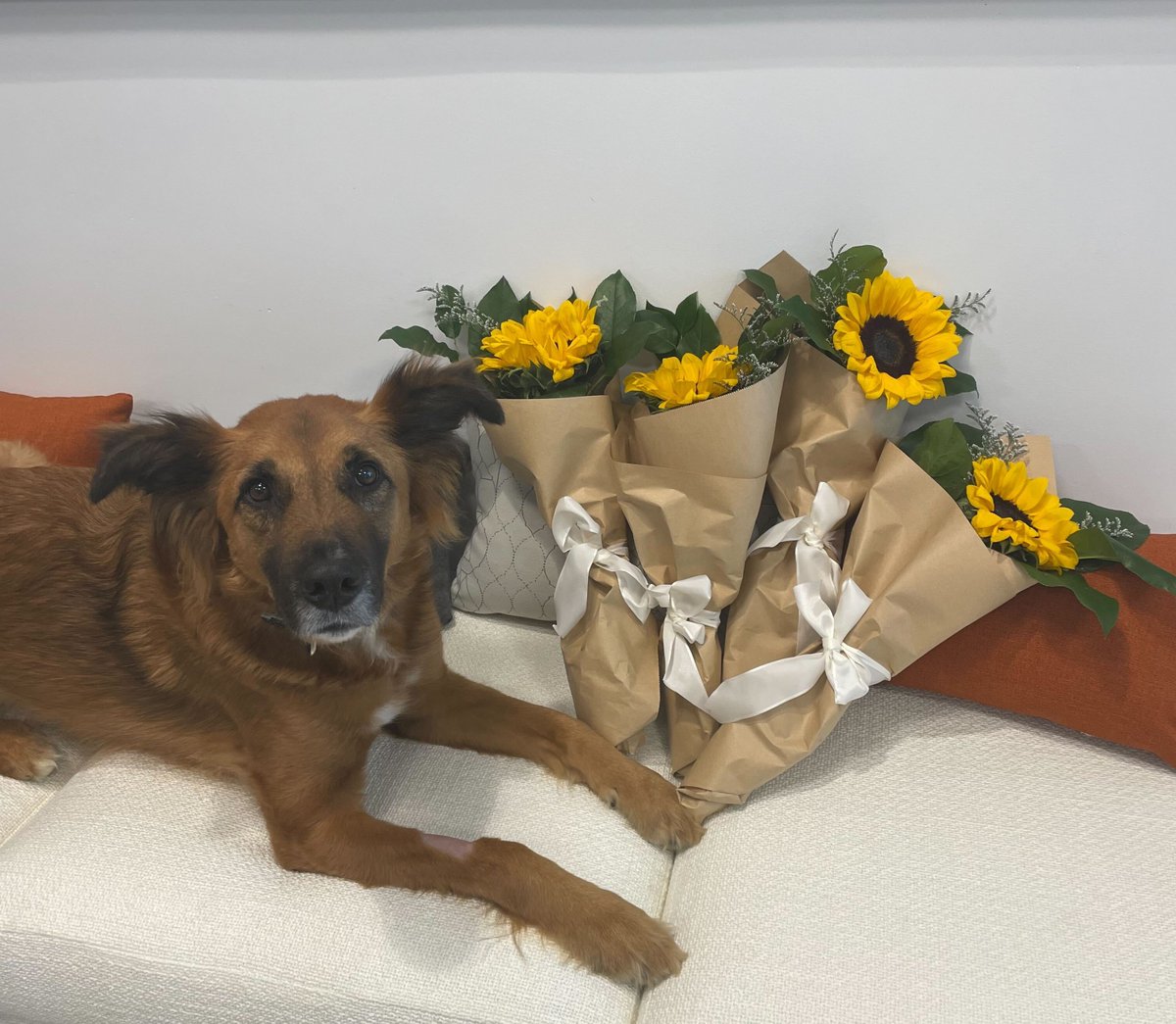 Thank you, @zackys_universe, for the gorgeous sunflowers! 🌻 We're sending our best wishes for success at the Assembly Committee on Education hearing for #Zacky’sFASTAct! #AB2714