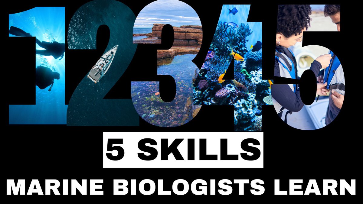 5 Skills you will learn as a Marine Biologist! Part 2 in my series of making the videos I would have wanted to know 10 years ago before I became a #marinebiologist! Watch here 👉 youtu.be/c7IdpLzSr4M #scienceyoutube #sciencevideo #marinebio #marinejobs #diving #sealife