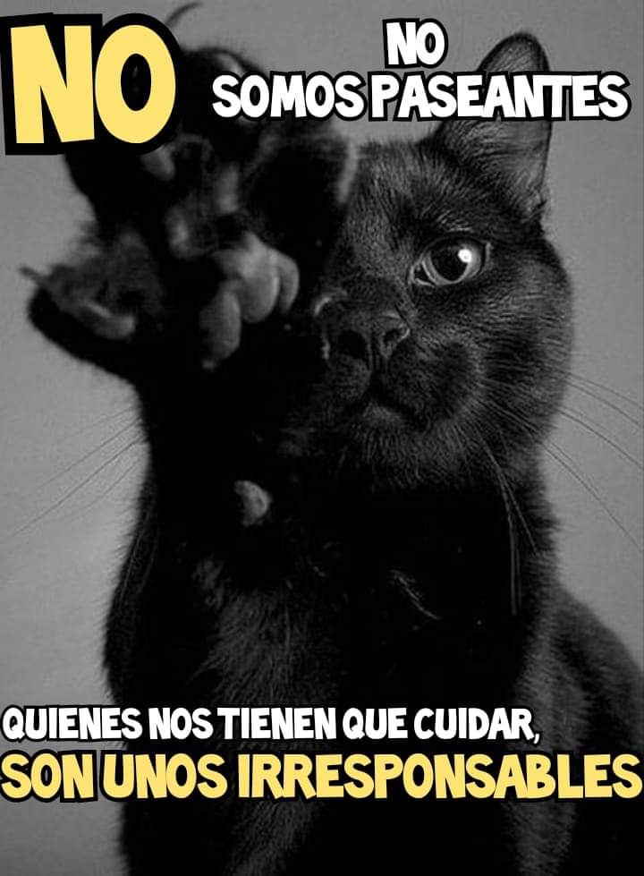 Los gatos no son animales independientes, solitarios, smuchas veces no se orientan bien y ariscos. Hora de romper con la mala información, el adoptar un gato es la misma responsabilidad que un perro no se les deja salir, compartir tiempo con ellos es fundamental y mostrar cariño