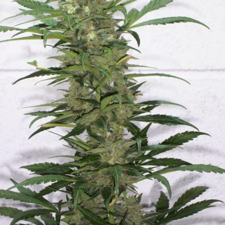 ketamaseeds.net/en/product/cre…
As its name suggests, this strain is conducive to high levels of creativity. Due to its high psychoactive powers, it’s the marijuana of choice amongst all type of artists and people who need to create, while preserving their mental clarity.
#creative
