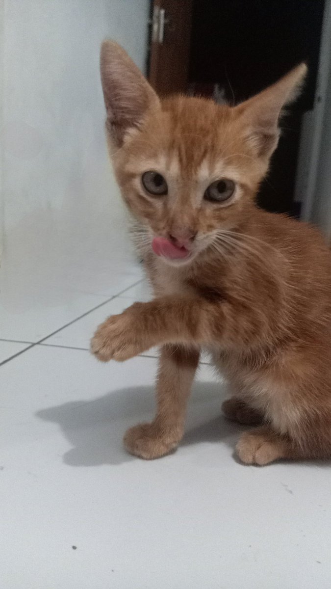 HAHAHHAA
TAHUN LALU ADA KUCING JUGA LAHIRAN DI DALAM MESIN CUCI, ANAK NYA 3 YANG 2 MATI 1 HIDUP DAN DI TINGGAL SAMA INDUK NYA DI DALAM MESIN CUCI :")
Akhirnya karna kasian, jadi di pelihara sama nyokap sampe sekarang umur nya udah 1 Tahun 3 Bulan nama nya Lilil