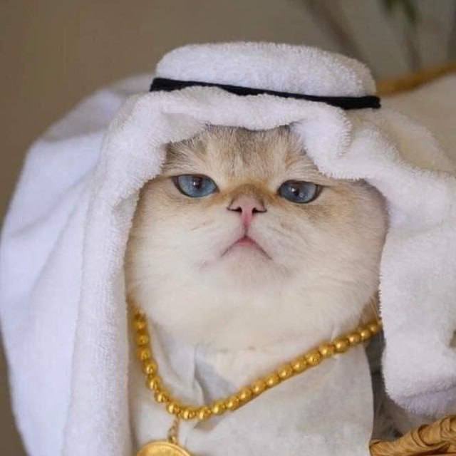 CatarOnSolana's tweet photo. $40k breached! $CATAR https://t.co/hzOov2UEZJ