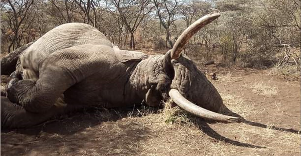 🐘 Gilgil was just 35 and in his prime when slaughtered by blood thirsty American hunter 'Rick Warren' @SuluhuSamia @AngellahKairuki @mfa_tanzania @OUtalii @TzTawa #NotYourTrophy