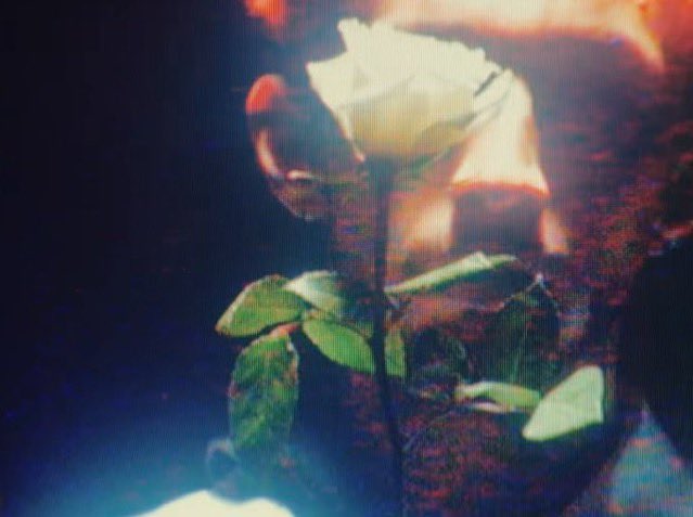 novianouis's tweet photo. cuándo tiene el pelo rojo la rosa es blanca y cuando tiene el pelo blanco la rosa es roja…. 

DÓNDE IS COMING https://t.co/ovZHw0dxBv
