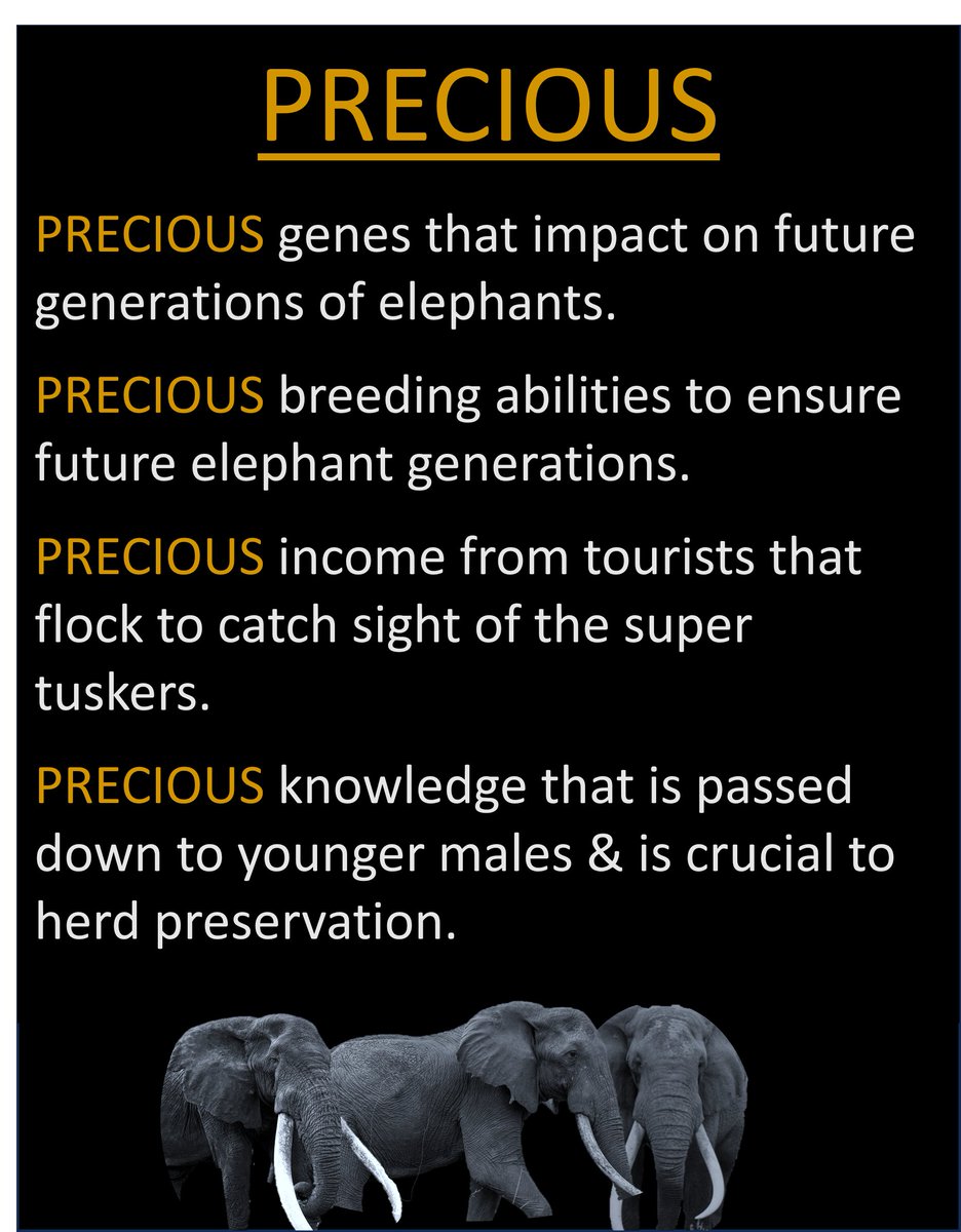 suzanne2351's tweet photo. Only around 10 Super Tuskers left in the Amboseli Ecosystem, &amp; likely as few as 50 across Africa. Why allow such precious wildlife to be KILLED Tanzania 🇹🇿❓@SuluhuSamia @AngellahKairuki @mfa_tanzania @OUtalii @TzTawa #NotYourTrophy https://t.co/LZyGii45O1
