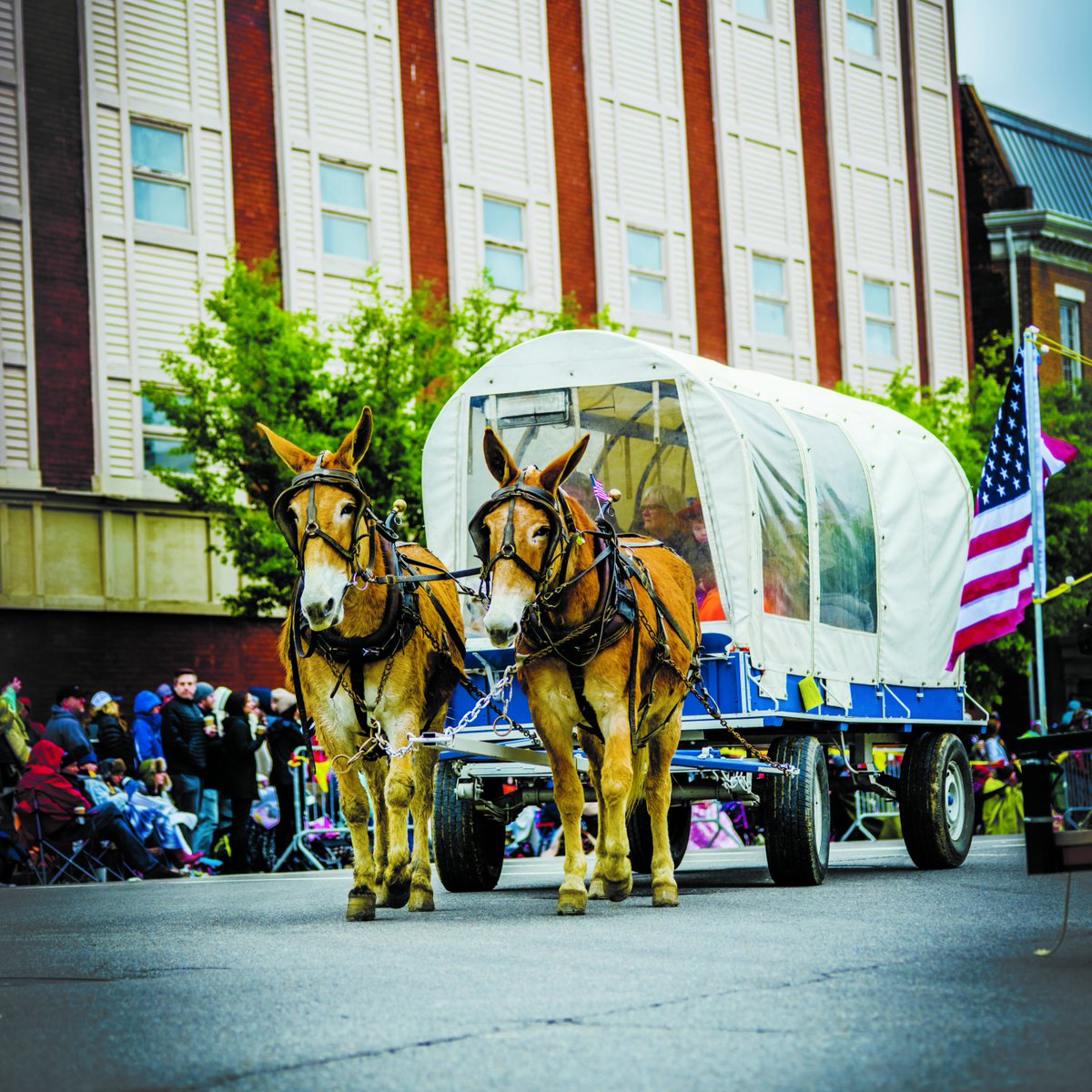 Get prepped for this weekend's Mule Day celebration in @VisitColumbiaTN with tips on where to go: bit.ly/4apNjGA 📸: Journal Communications Inc/Nick Bumgardner #TNSoundsPerfect