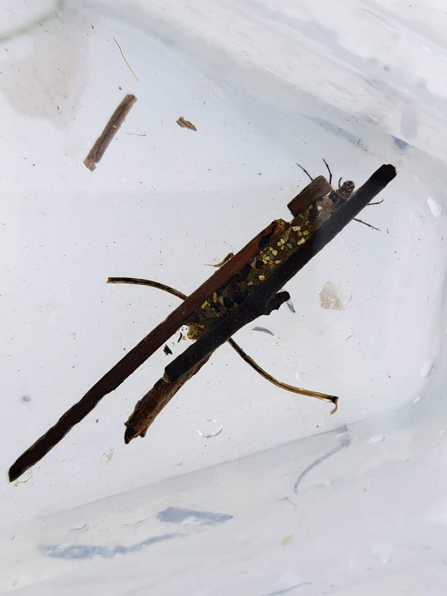 Happy #WorldAquaticAnimalDay A day to bring attention to the importance of aquatic creatures to ecosystems. Here's one of our favourites, the fabulous cased caddis. Caddis depend on a healthy river to thrive, they are an important food source for fish and water shrew.