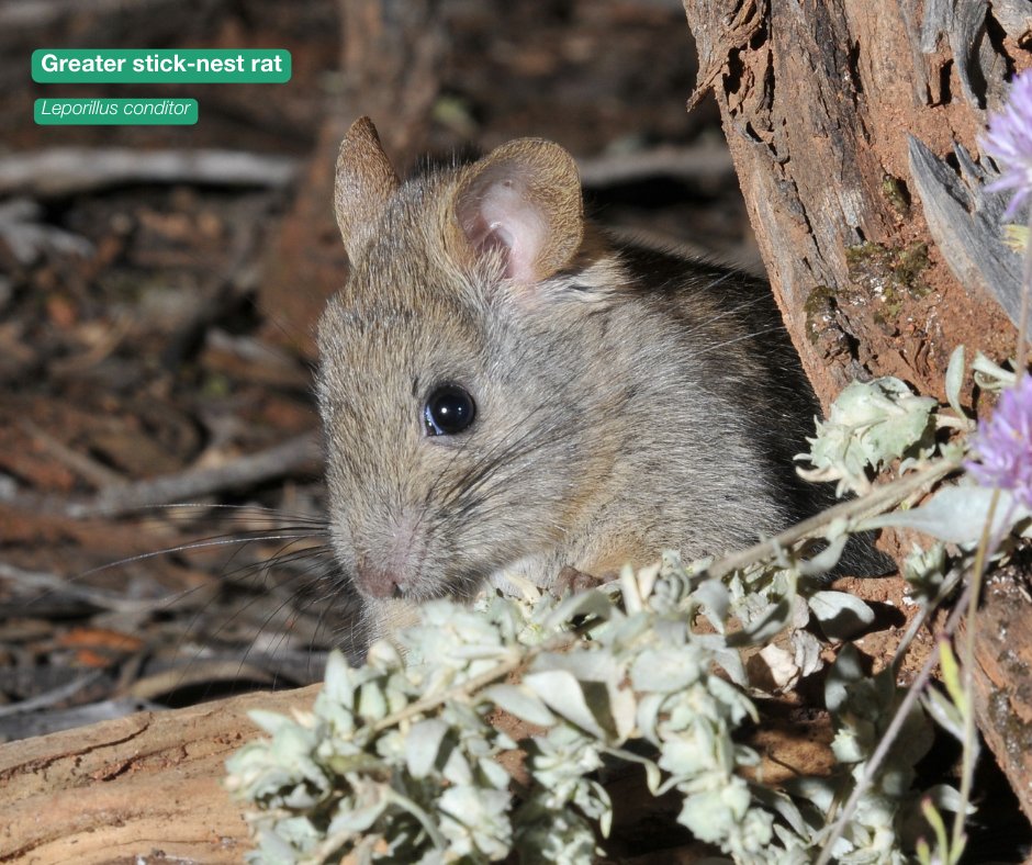 awconservancy tweet picture