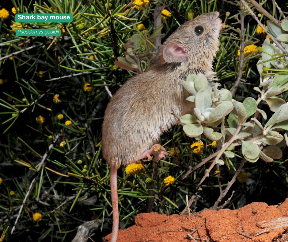 awconservancy tweet picture