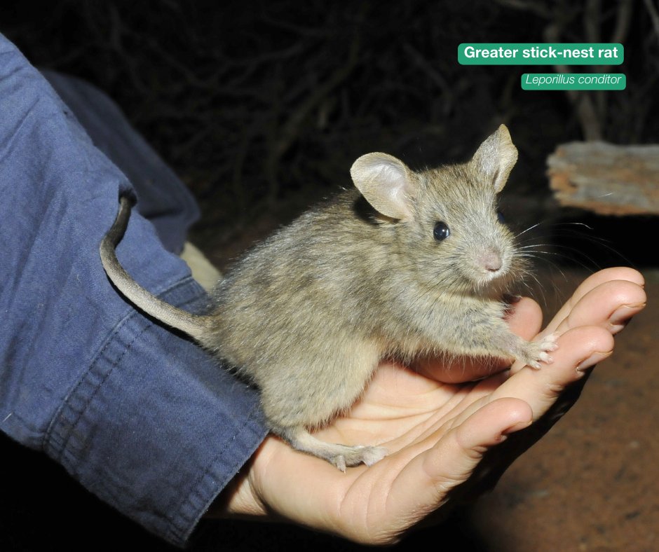 Australia’s native rodent species are incredibly diverse - from the Rakali, an otter-like rodent with webbed feet, to tiny desert-dwelling Hopping Mice that weigh no more than a golf ball 🐀 #WorldRatDay More 👉 bit.ly/AWC-Australian… 📸 W Lawler, G Barnett, B Leue, I Bool/AWC