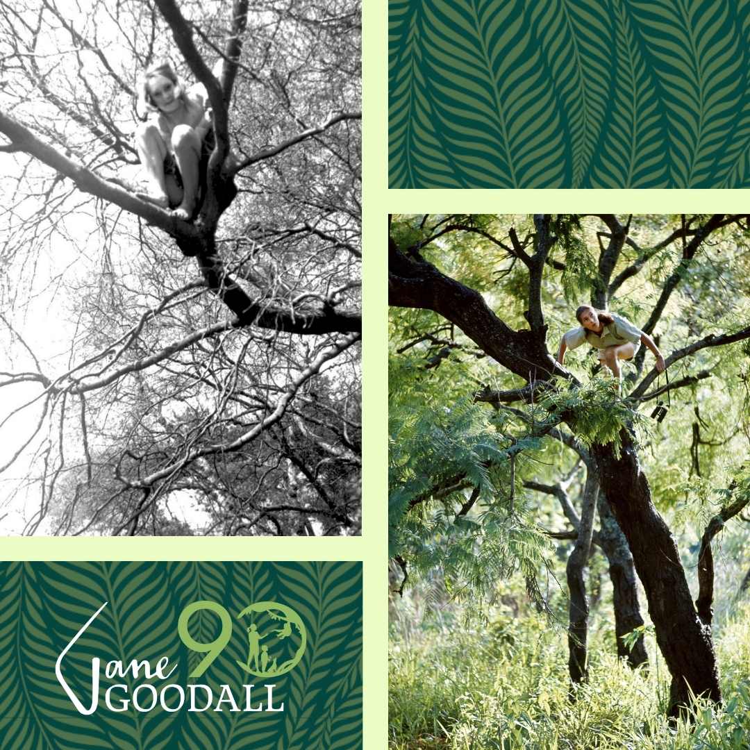 JaneGoodallInst tweet picture