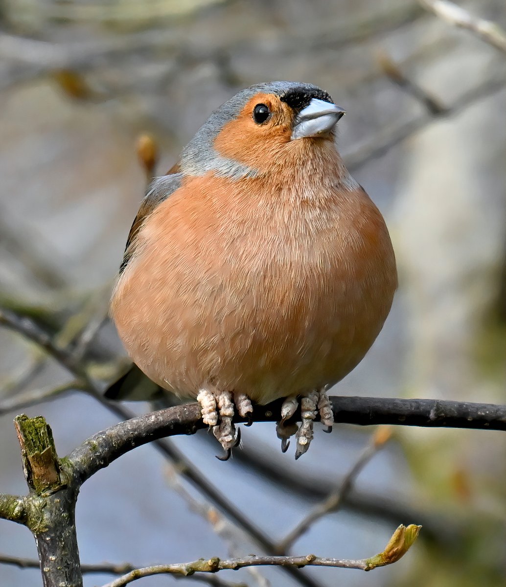 Male Chaffinch sitting proudly. 😊🐦