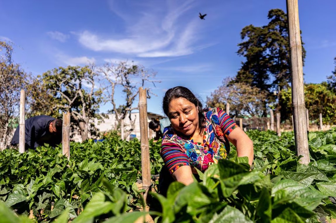 En @USAIDGuate apoyamos los programas de trabajo temporal. Creemos que dar la oportunidad a guatemaltecos para que trabajen en Estados Unidos y luego retornen a Guatemala es una forma de proteger a las familias y fortalecer su economía. elpais.com/planeta-futuro… #GeneraEsperanza