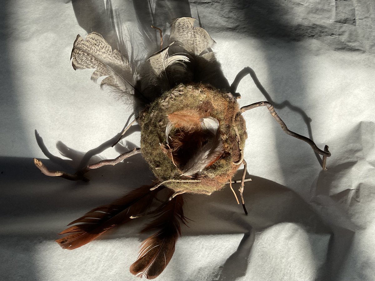 Birds nest made from twigs and wool …  morning  sun,  and  feathers  …  #theanclarflock