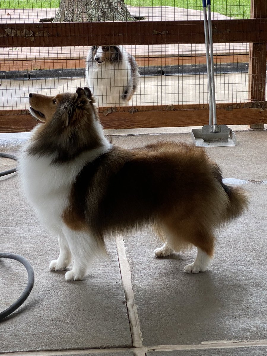 Remember Ellie Belly? Mom took me to meet her. She’s too big for me to play with! Then and now. Love, BabyKai ❤️🐾❤️ #dogsofX #puppylove # Sheltie