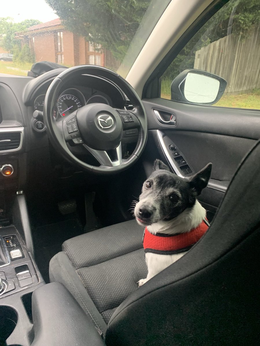 It’s my fourth gotcha day pals! The first pic is a scared little me on my way to my furever home. The second pic is me in the driver’s seat because I’m in charge now!