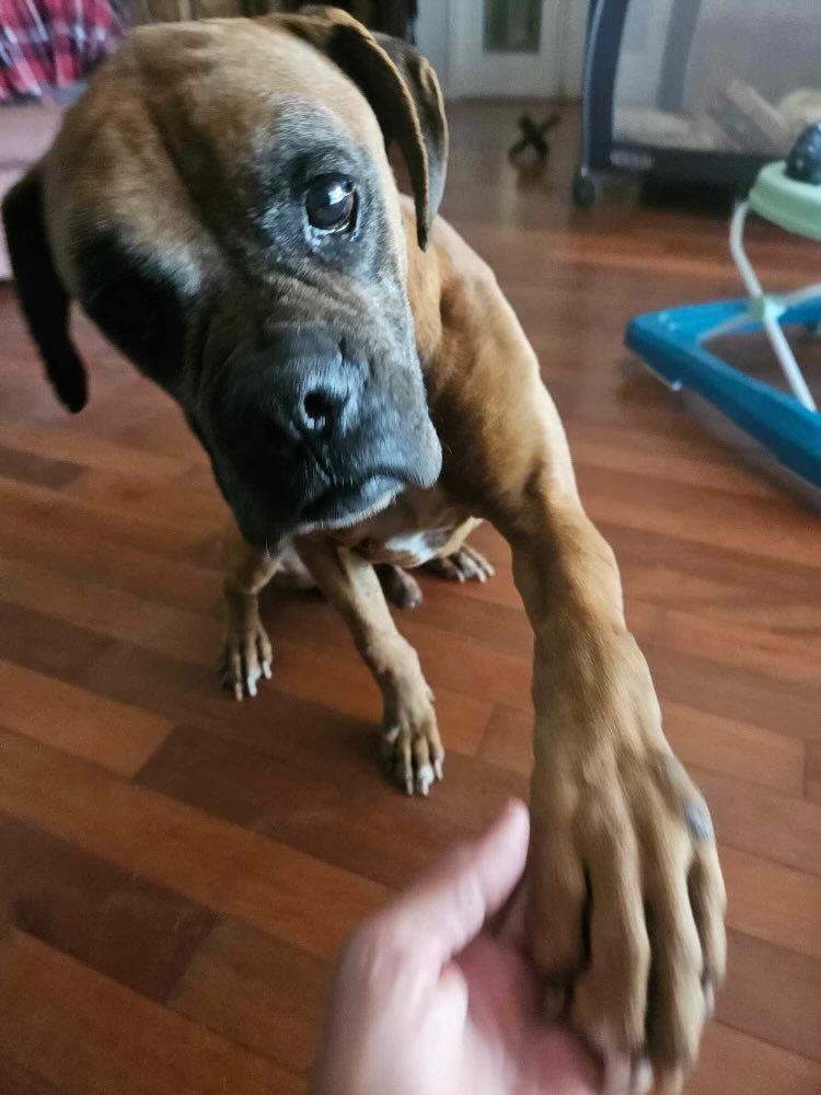 Bruce was tied out to a dog house and lived a miserable existence on a chain. He’s sweet & gentle. Dog friendly. Looking for foster. Kid friendly. A volunteer persuaded the home to give us Bruce. #fosterssavelives #fosterme #adoptme #rescuedog #boxerdogs #unchained #boxerdoglover