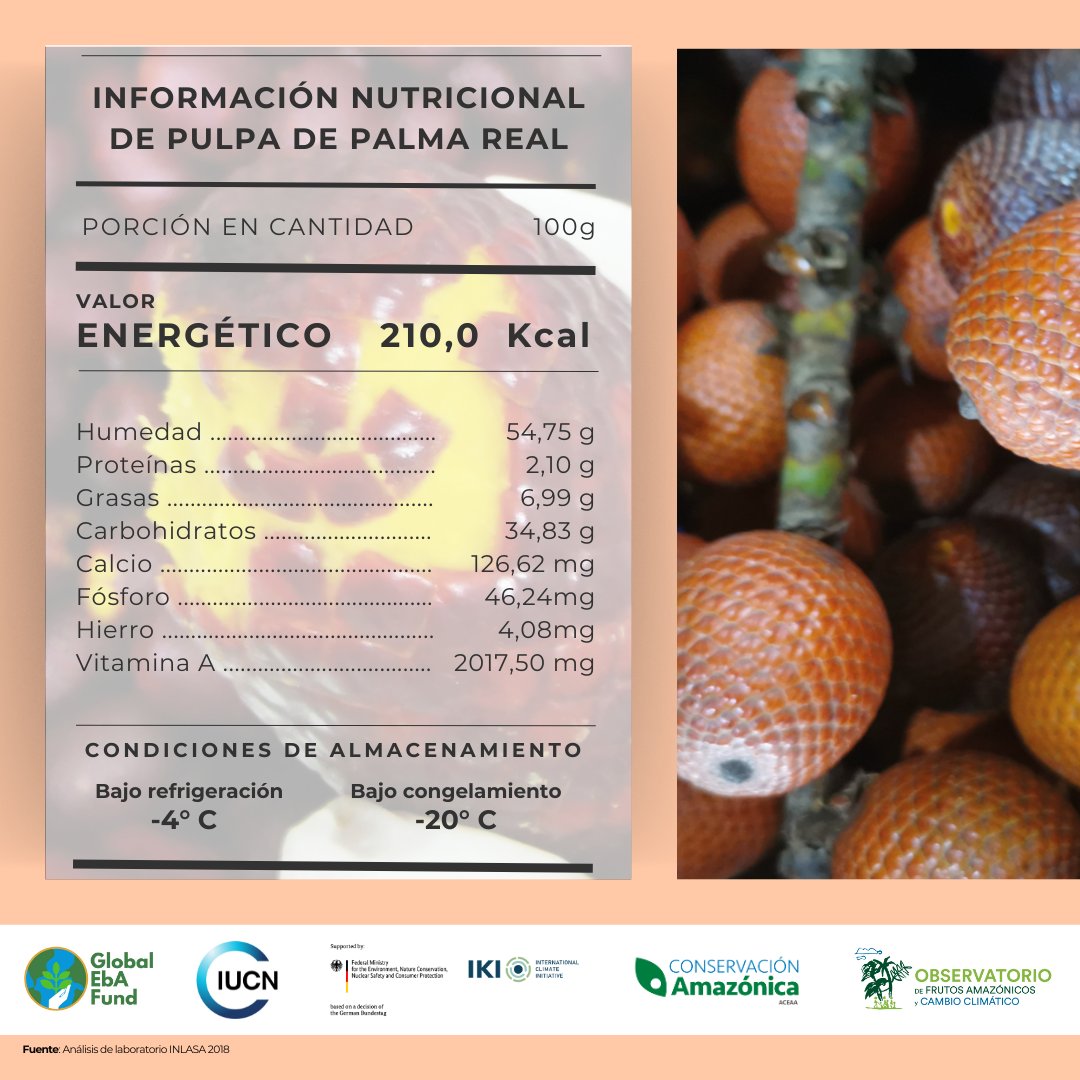 Descubre las características nutricionales de la #PalmaReal (Mauritia flexuosa), un fruto amazónico que beneficia la salud y también promueve la conservación sostenible de la Amazonía, manteniendo nuestros bosques en pie. @GlobalEbAFund @UICN_SUR @BMUV @iki_germany