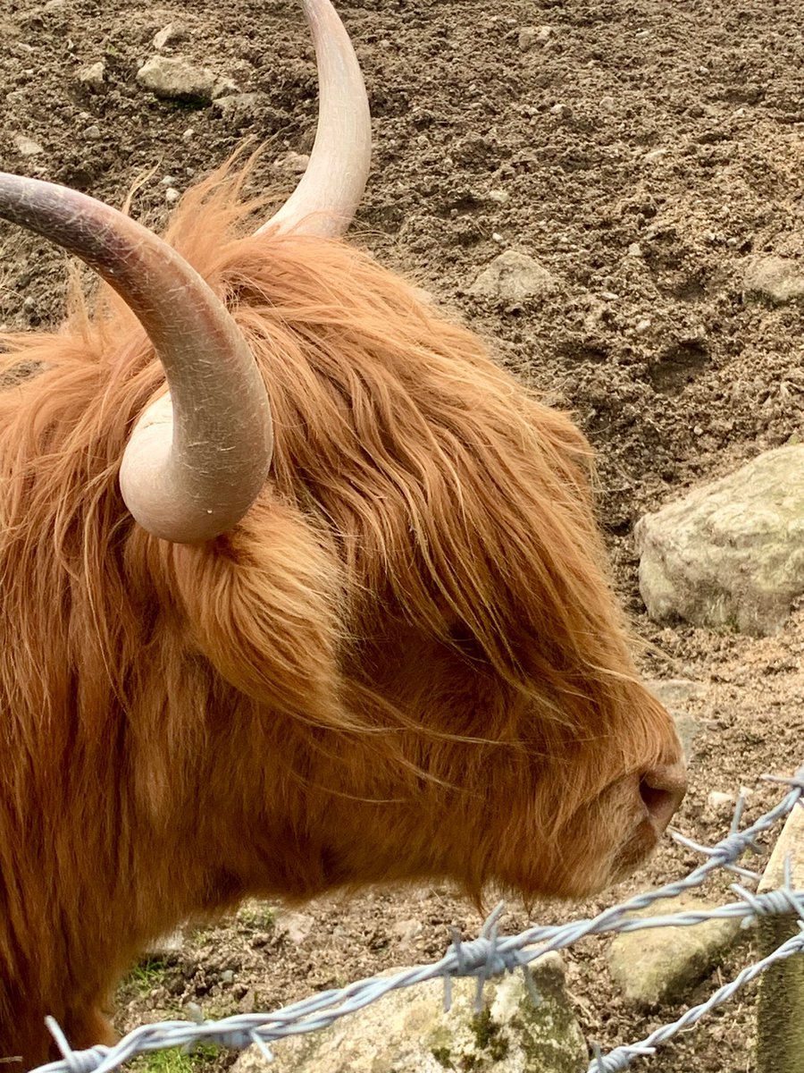 pandapoo67's tweet image. I finally got to see some hairy coos up close #hairycoo