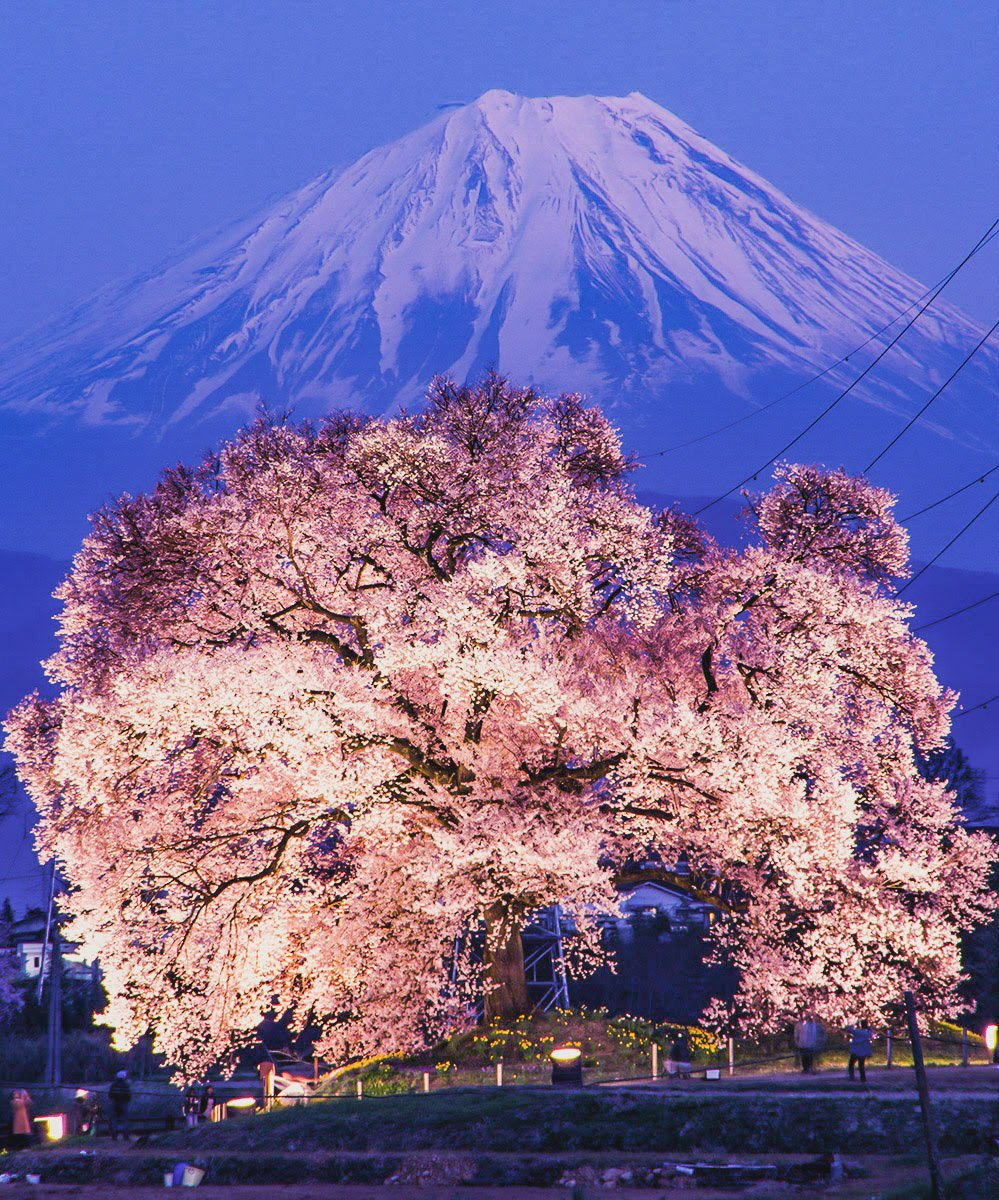 桜ライトアップ 韮崎市で以前撮影 #富士山　#桜　#mtfuji