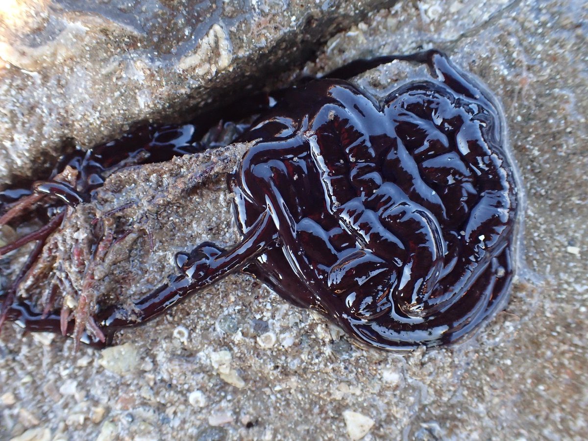 @AMAZlNGNATURE It’s a Bootlace Worm. They’re the longest animal on the planet and can be 55m long. Because they’re so long they bundle up and appear to be one piece of black sludge Creepy stuff..