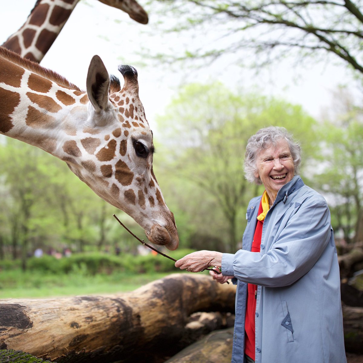 CAGIS is deeply saddened by the loss of Dr. Anne Innis Dagg (1933-2024), the first western scientist to study giraffes in the wild and groundbreaking advocate for gender equity in science.   1/7