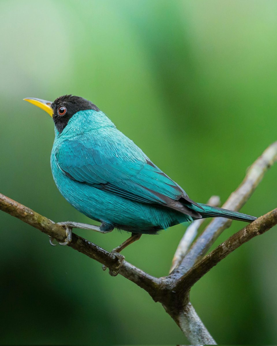 A mesmerizing look at the emerald plumage of a green honeycreeper. #birds #photography #nature
