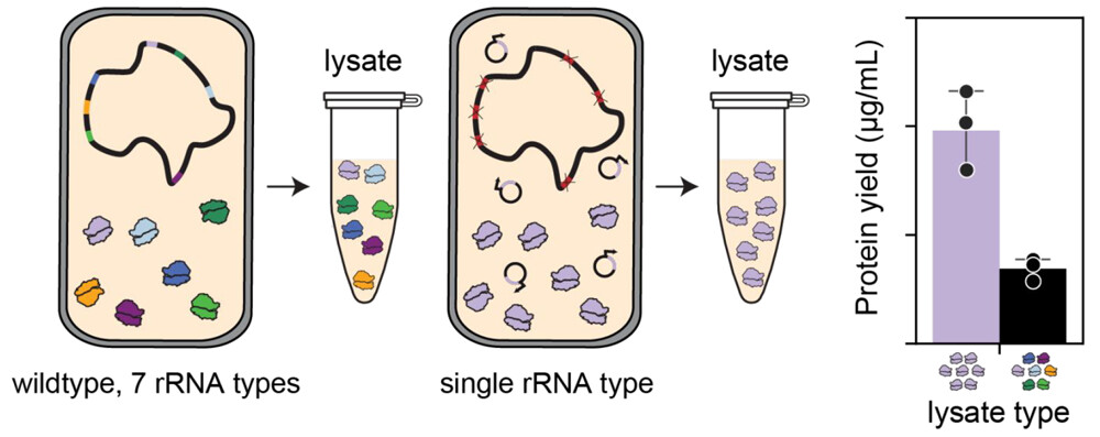 CSB researchers identified functional differences between natively occurring ribosomal RNA which suggests that ribosome pool engineering could be used to improve many protein biomanufacturing systems & understanding of ribosome heterogeneity & evolution. bit.ly/4aD7iS7