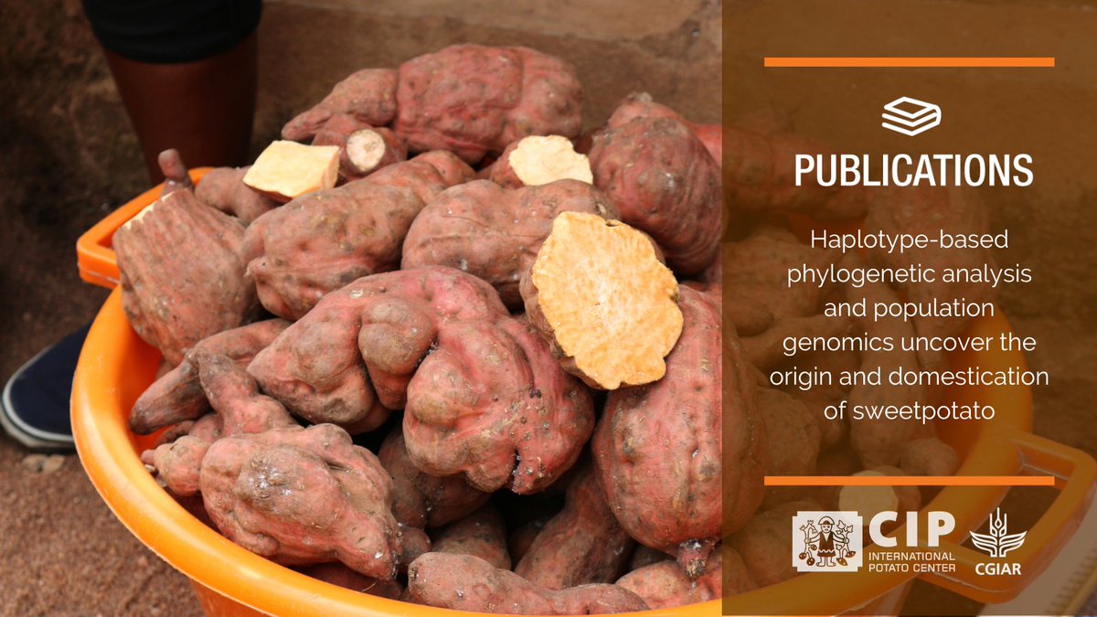 Unveiling the secrets of sweetpotato 🍠!

Our latest publication delves into the genetic origins and domestication history of this vital crop. Discover the fascinating story behind sweetpotato's evolution and its implications for future improvement.

👉🏽 bit.ly/PB-OriginSweet…