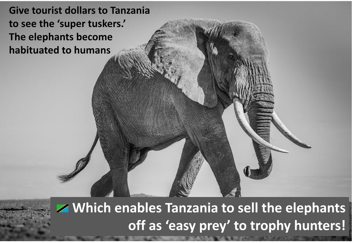 The ethics of hunting a super tusker 🐘 that is extremely habituated to people are questionable at best? @SuluhuSamia @AngellahKairuki @mfa_tanzania @OUtalii @TzTawa #NotYourTrophy 

#AmboseliTuskers 
#PreciousWildlife
#NotYourTrophy 
#BanTrophyHunting 🐘