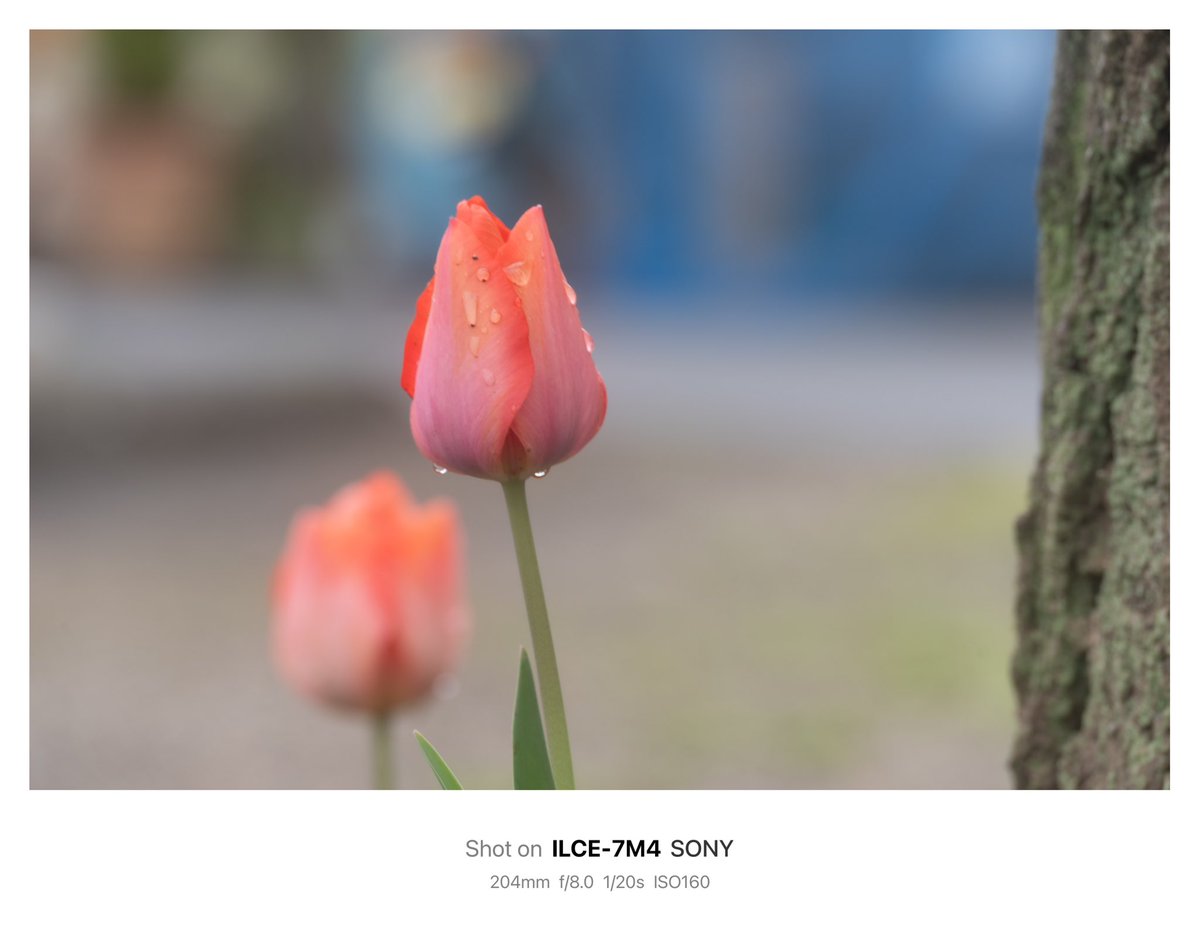 Sanbo3104's tweet photo. 今日の近所のサクラ&チューリップ🌷😃
#さくら #cherryblossom #チューリップ #tulip #kani_filter #kanicdf2 #アルファホビー部 #春 https://t.co/EIH1xDxFUE