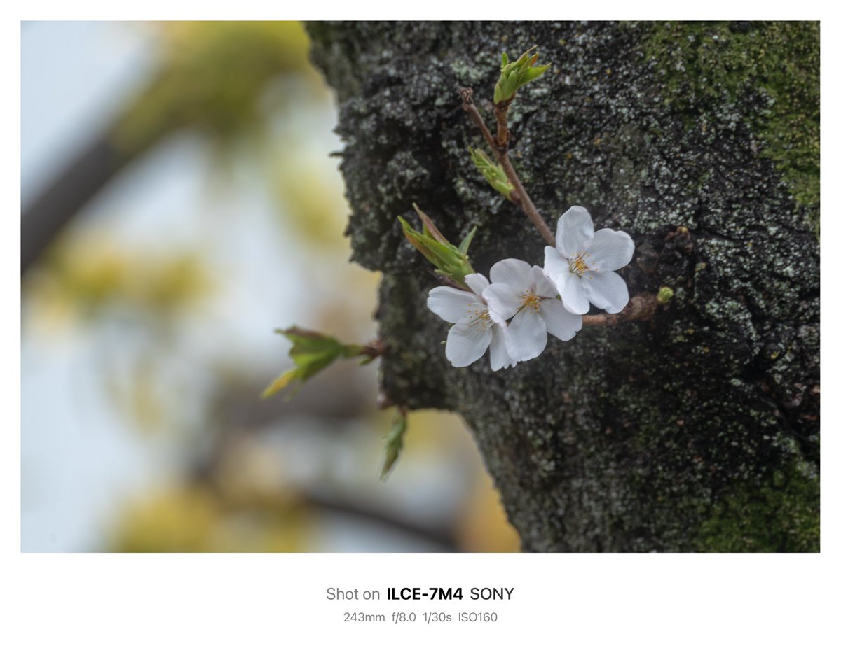 Sanbo3104's tweet photo. 今日の近所のサクラ&チューリップ🌷😃
#さくら #cherryblossom #チューリップ #tulip #kani_filter #kanicdf2 #アルファホビー部 #春 https://t.co/EIH1xDxFUE