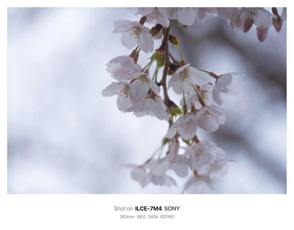 Sanbo3104's tweet photo. 今日の近所のサクラ&チューリップ🌷😃
#さくら #cherryblossom #チューリップ #tulip #kani_filter #kanicdf2 #アルファホビー部 #春 https://t.co/EIH1xDxFUE
