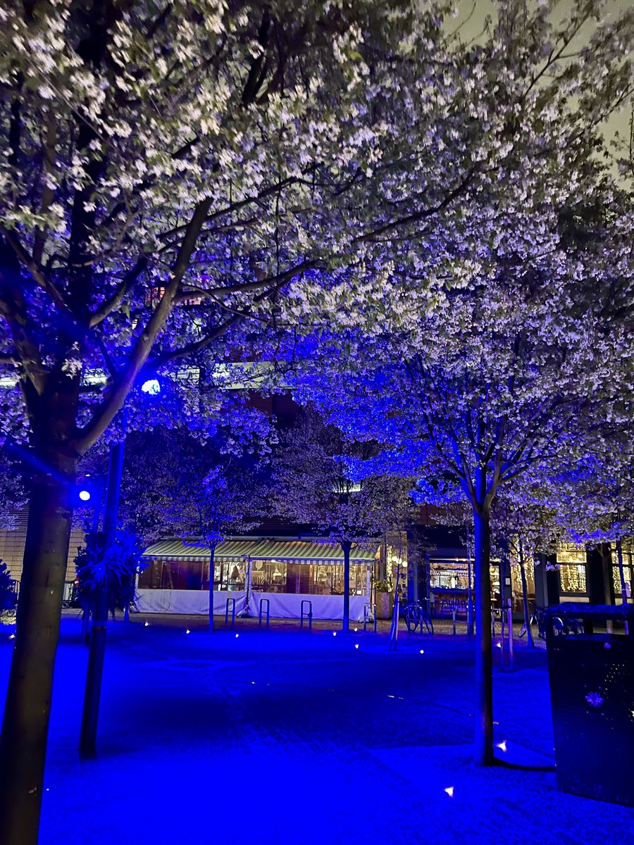 Good evening Manchester 🐝🩵 #Manchester #blossoms #MCFC