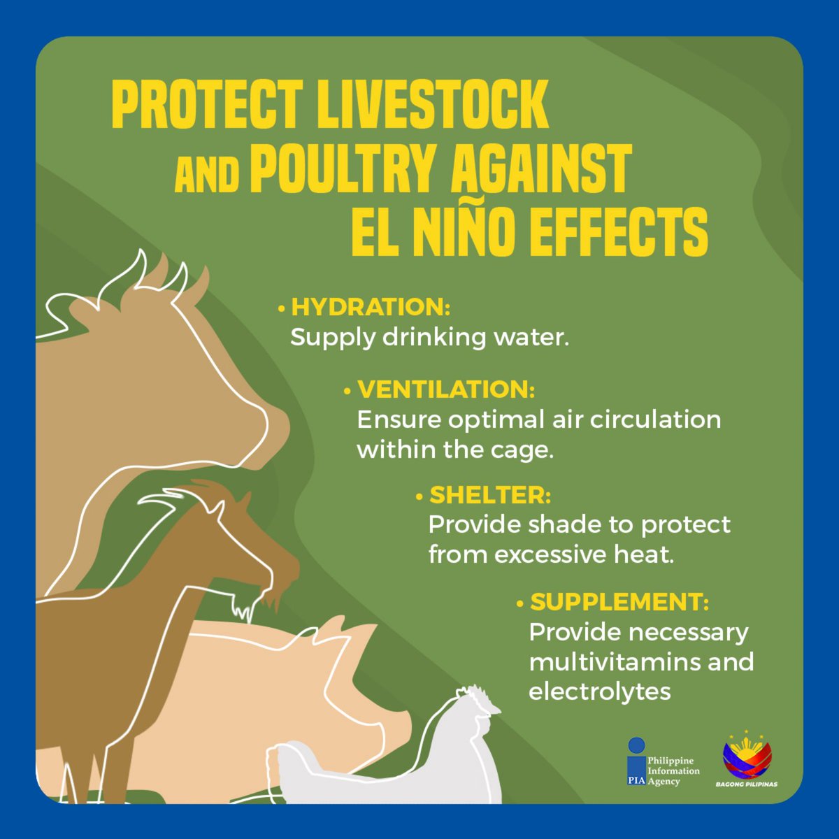 Dry spell can cause heat stroke to livestock and poultry. Farmers should take measures to protect their animals from extreme heat. #ElNiñoPh #BagongPilipinas #LivestockAndPoultryWeek