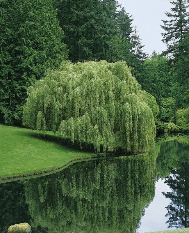 greenvibe tweet picture